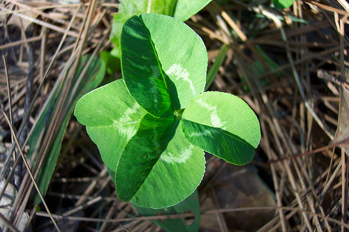 four leaf clover photo