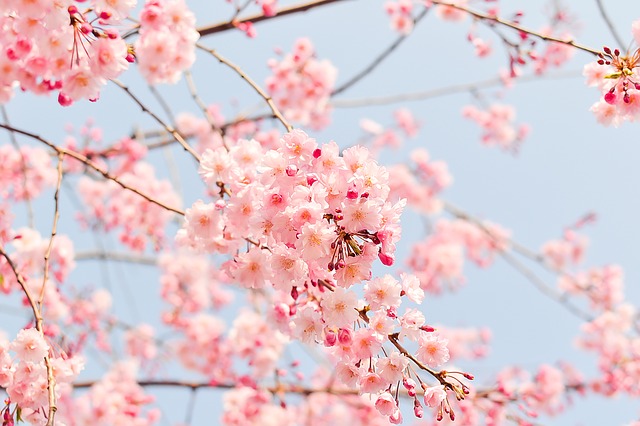spring photo