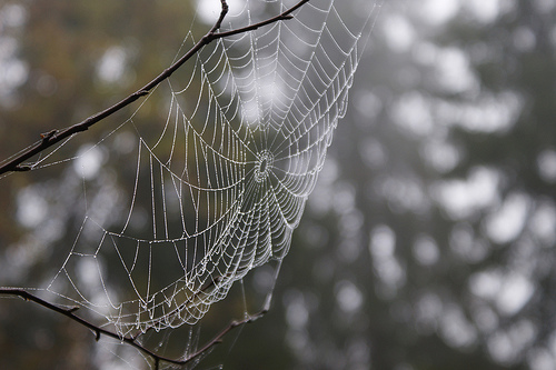 cobwebs photo