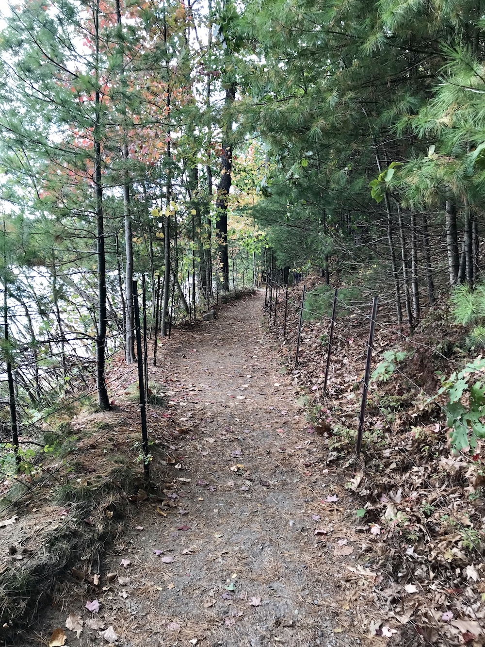 Wood Path around Walden