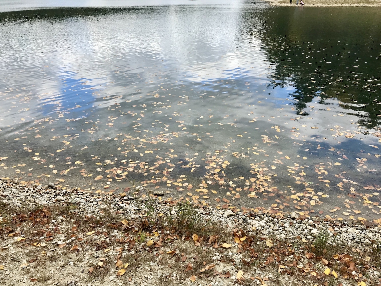 Leaves in Walden Pond